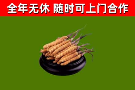 孟连县回收散虫草