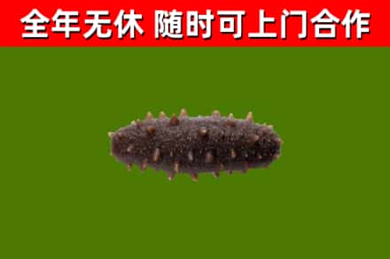 孟连县回收海参干
